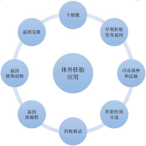 胚胎细胞的供应